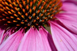 Purple Coneflower